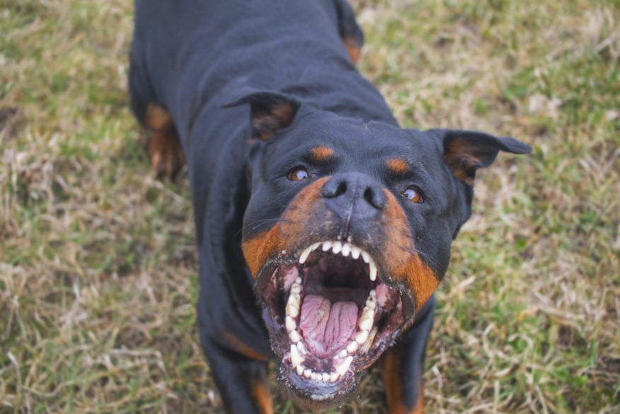Aggressive,Rottweiler,Barking,Mad - 92.5 The Beat